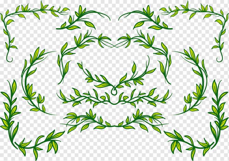 Евклидова лиана, зеленый пояс, cdr, лист, текст png