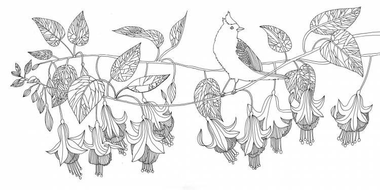 Листья лианы раскраска