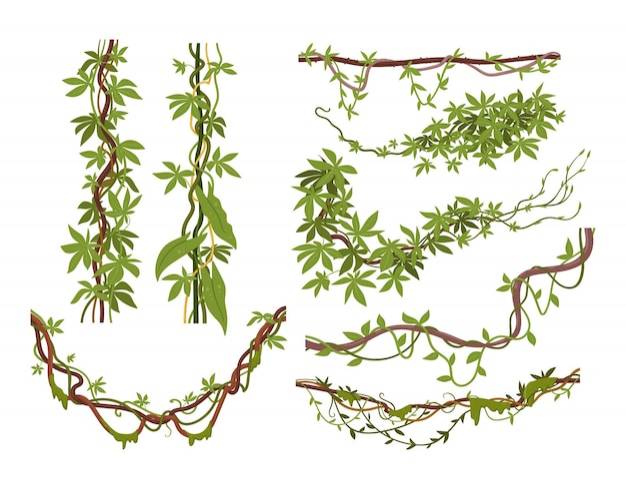 Джунгли лианы растения тропические лианы мультяшный экзотические лианы тропические лианы лианы плоские векторные иллюстрации набор