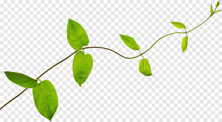 Веточка растения стебель лист, лист, лист, ветка png