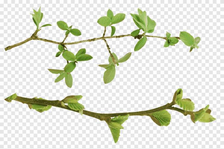 Веточка растения стволовых листьев травы, листьев, лист, ветка png