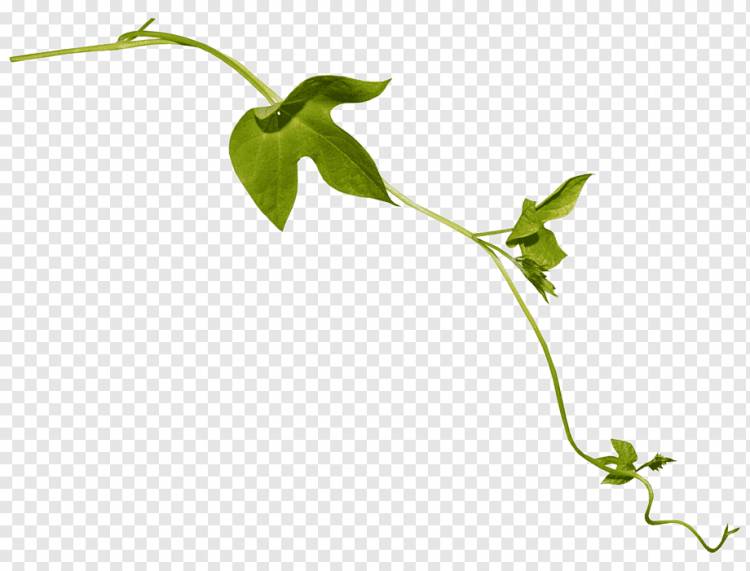 Лист растения стебель цветок, падение, травянистое растение, лист, фотография png