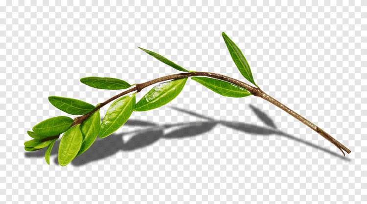 Flower Email World Wide Web Растение-стебл Блог, цветущее дерево, лист, ветка png