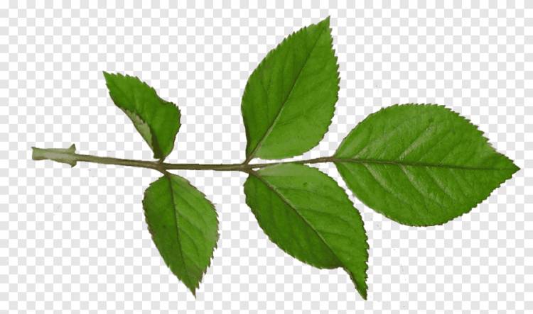 Веточка растения стволовых листьев, олимпиады, лист, ветка png
