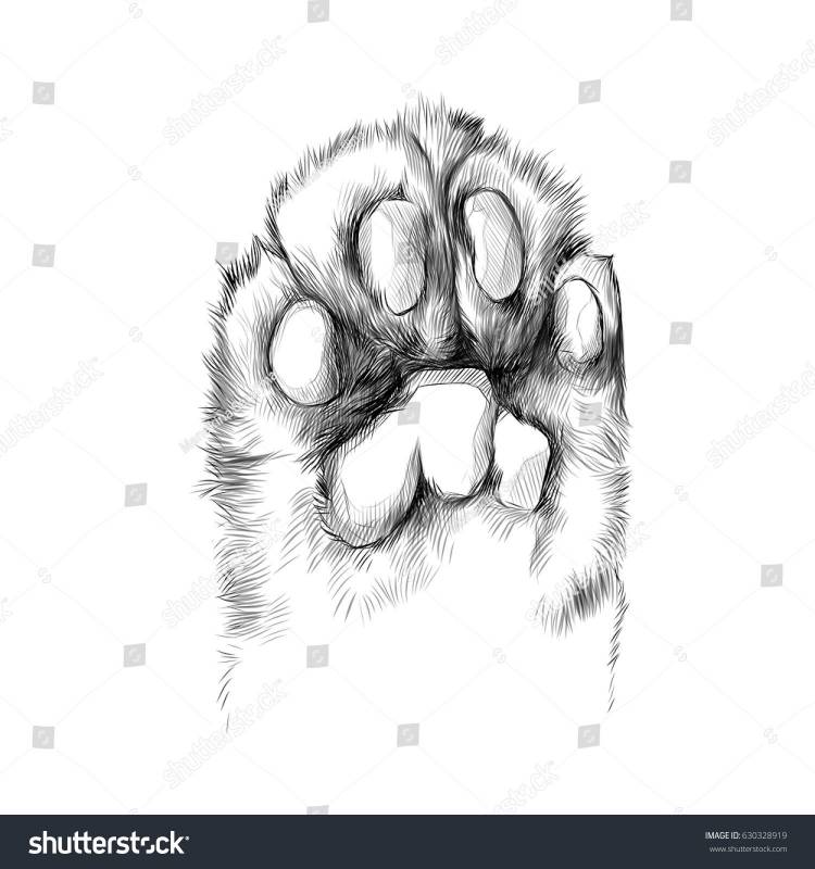 Рисунок кошачьей лапы