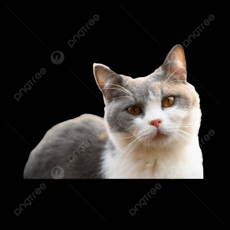 Кошка животное компаньон лапа PNG , кошка, натуральный, коготь PNG рисунок для бесплатной загрузки