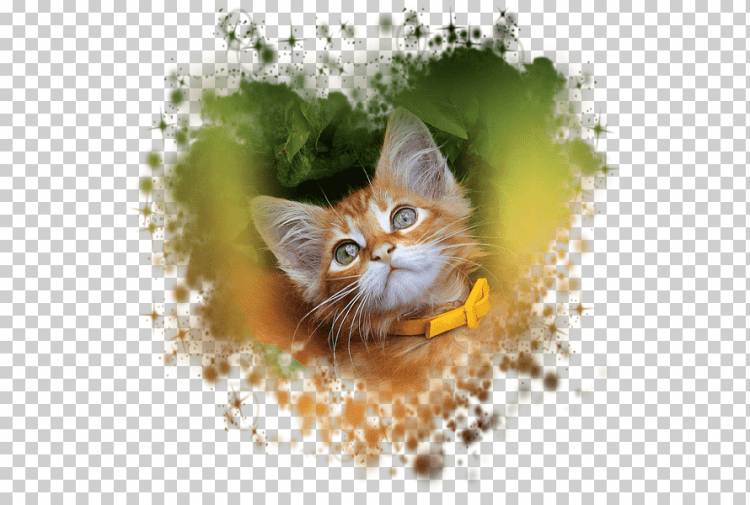 Кот Германия котенок Акварельная живопись, Акварельный кот, любовь, акварель Листья, нарисованные png