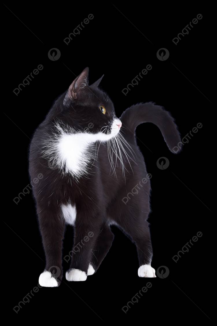 черно белая кошка PNG рисунок, картинки и пнг прозрачный для бесплатной загрузки
