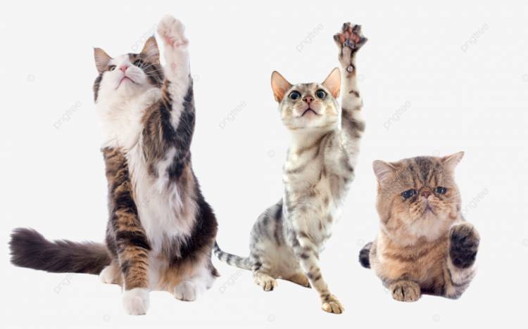 играющие кошки белый фон норвежский PNG , животное, экзотическая короткошерстная, коричневый PNG рисунок для бесплатной загрузки