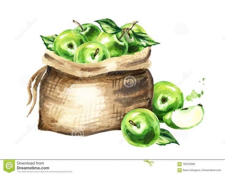 Download Мешок зеленых яблок Иллюстрация акварели нарисованная рукой, изолированная на белой предпосылке Иллюстрация штока