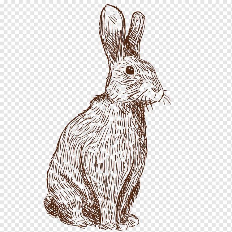 нарисованный кролик, Акварельная живопись, млекопитающее, с днем ​​рождения Векторные изображения png