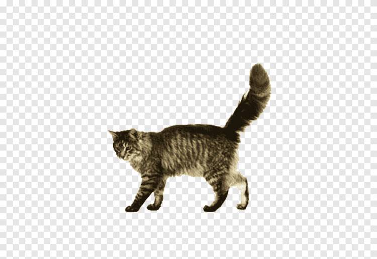 серый кот гуляет, животное, четвероногое животное png