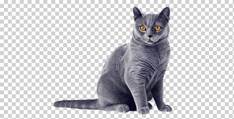короткошерстный черно-серый кот Cat Blue, животные, кошки png