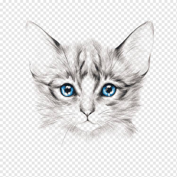 серо-белая иллюстрация котенка, искусство рисования кота, нарисованный кот, акварельная живопись, млекопитающее, карандаш png