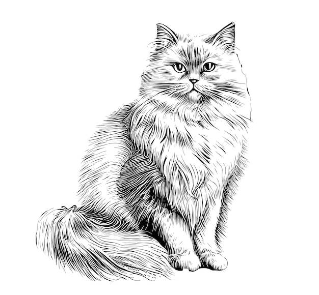 Пушистый кот сидит нарисованный вручную эскиз домашние животные векторная иллюстрация