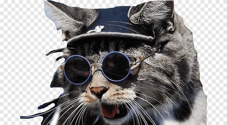 Солнцезащитные очки Cat Whiskers Animal, очки, ребенок, кошка png