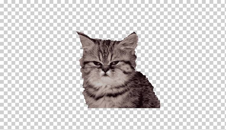 Сердитый Кот GIF Гнев Gfycat, Кот, млекопитающее, кошка, как млекопитающее png