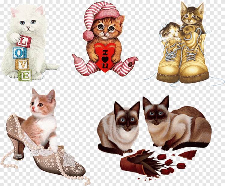 Кот GIF Котенок, Кот, животные, кошка Like Mammal png