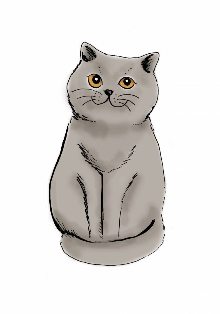 Серый кот рисунок