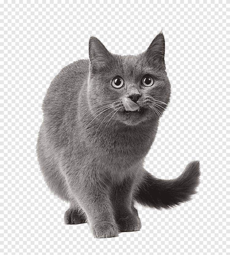 серый кот, серый, котенок png