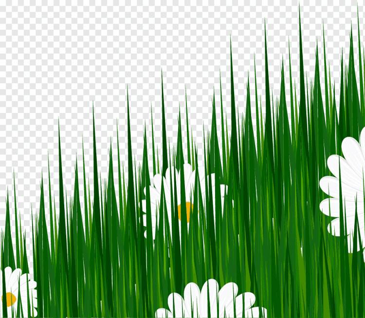 Рисование иллюстрации, нарисованная зеленая трава, Акварельная живопись, компьютерные обои, С Днем Рождения Векторные изображения png
