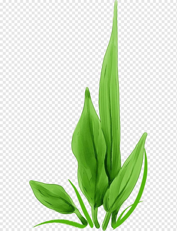 Зеленые водоросли, ручная роспись травы, Акварельная живопись, нарисованная, лист png