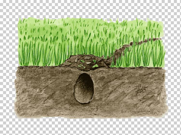 Горизонт почвы Трава, Ручная роспись травы под землей, Акварельная живопись, нарисованная, нарисованная от руки png