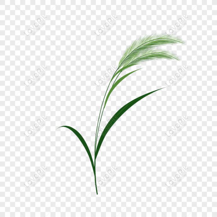 свободно Оригинальный собачий хвост трава зеленая рука нарисованные ботан PNG amp; PSD изображения скачать _ размер