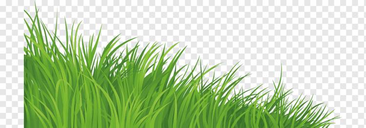 Газон, Зеленая трава, нарисованный, рука, трава png