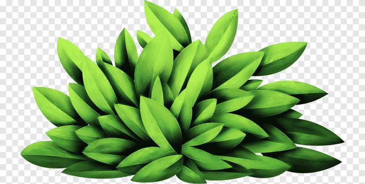 Растение, Трава, нарисованный, рука png