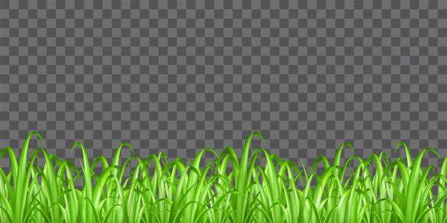Настоящая зеленая трава на прозрачном фоне