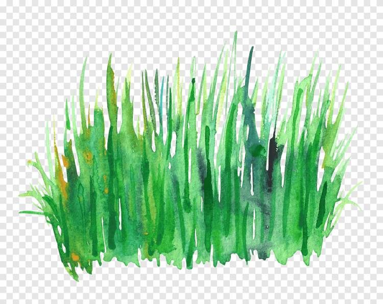роспись зеленой травой, роспись зеленой акварелью, трава акварелью, акварельные листья, стебель растения png