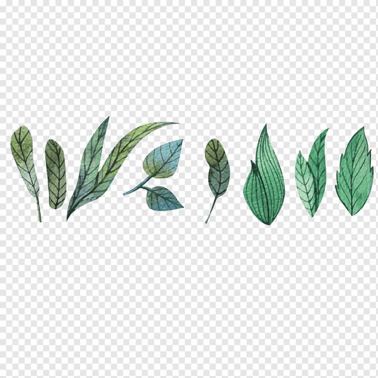 зеленый лист, акварельная живопись евклидов лист цветка, маленькие свежие нарисованные листья, Листья акварели, трава, с днем ​​рождения Векторные изображения png
