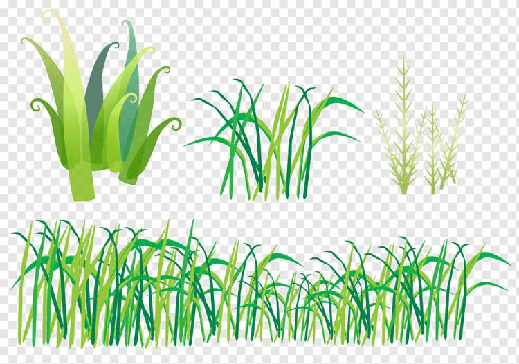 Травянистое растение Трава, ручная роспись травы, Акварельная живопись, травянистое растение, текст png