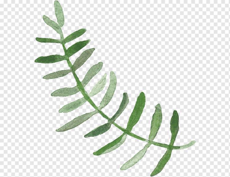 Рисунок акварельной живописи, Рисунок свежей травы, травянистое растение, лист, ветка png