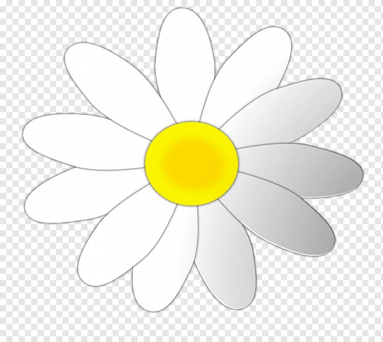Обыкновенная ромашка, контур цветка ромашки, белый, подсолнечник, симметрия png