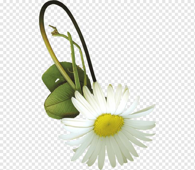 Ромашка хризантема обыкновенная Flower, Хризантема, Аранжировка цветов, белая, нарисованная png