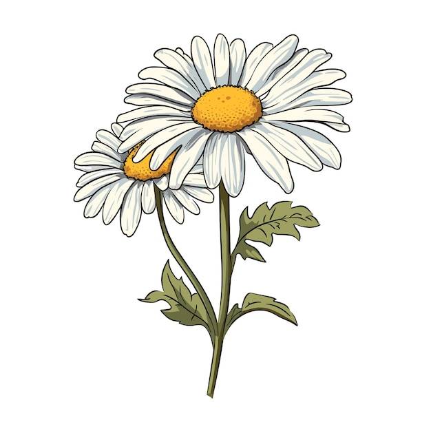 Нарисованная рукой иллюстрация цветка ромашки плоского цвета