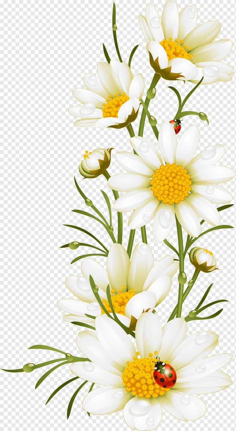 белые цветы с лепестками цветов, иллюстрация цветка ромашки мака, ручная роспись белыми цветами, Акварельная живопись, Организация цветов, белый png