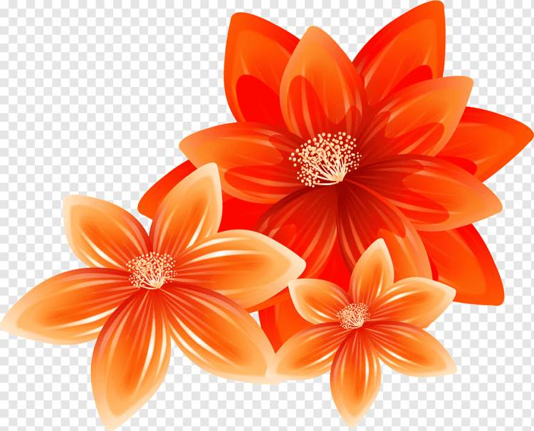 Срезанные цветы Illustrator, оранжевый, оранжевый, иллюстратор, цветок png