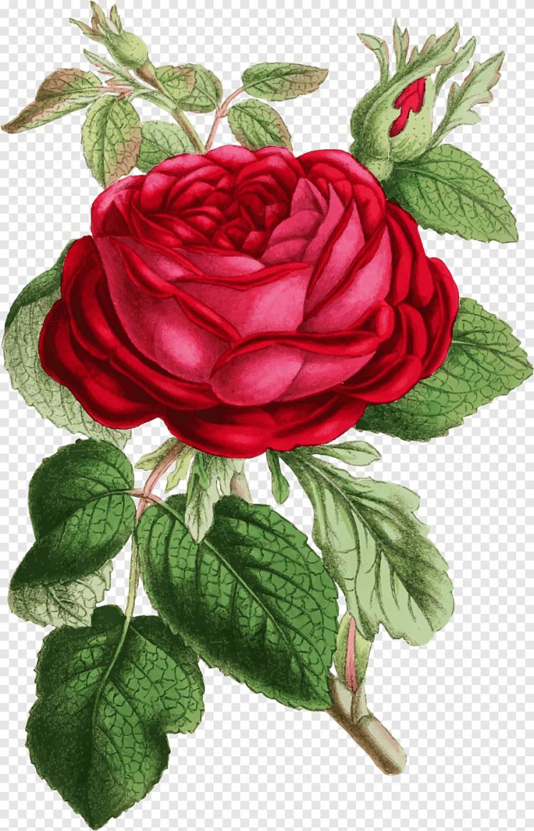 Rosa gallica Ботаническая иллюстрация Цветок, винтажные цветы, плакат, иллюстратор png