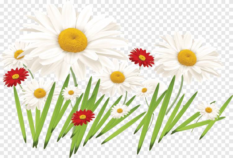 Цветочный рисунок Цвет Цветочный дизайн, цветок, ребенок, трава png