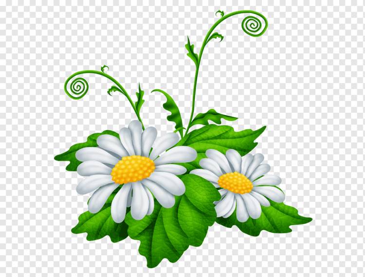 Matricaria Ромашка Ромашка Oxeye, ромашка, Растение Стебель, цветок, однолетнее Растение png