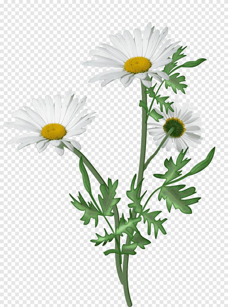Цветы, три белых цветка ромашки, png