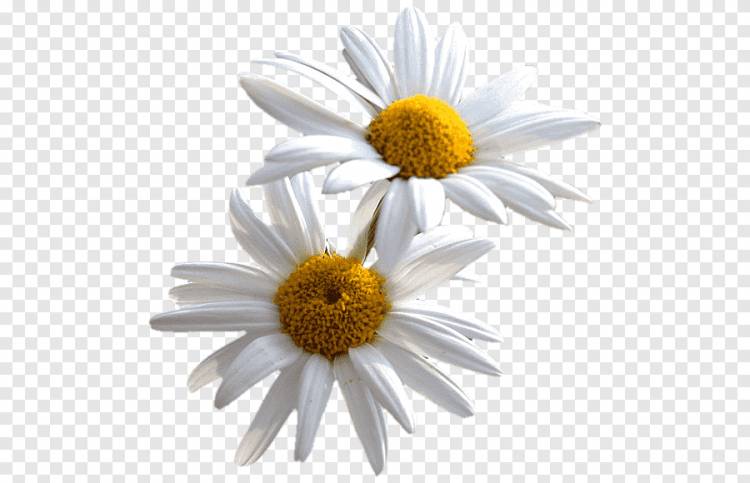 Обыкновенная ромашка Flower Desktop, цветок, цветок, ромашка png