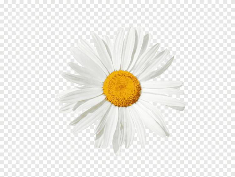 иллюстрация цветка белой маргаритки, ромашки, ромашки, Однолетнее растение, цветок png