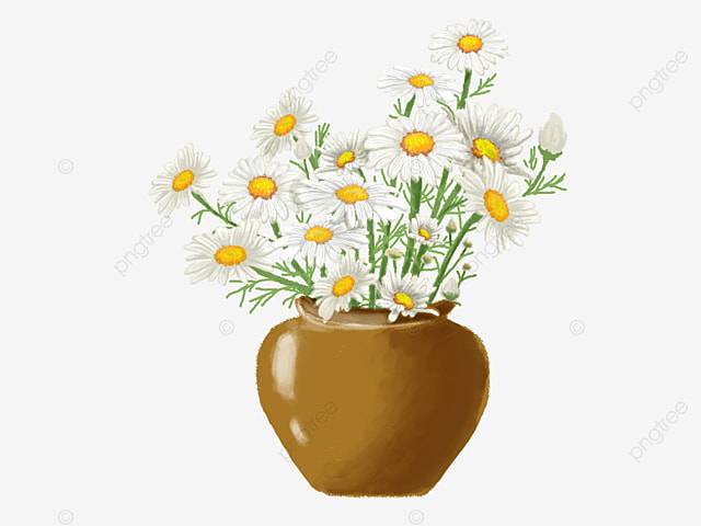 Ромашка в горшке PNG , ромашка, Цветы, Горшечные растения PNG картинки и пнг PSD рисунок для бесплатной загрузки