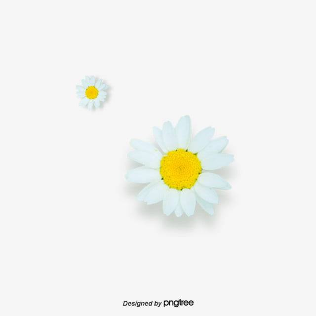 мультяшный стиль белые цветы PNG , ромашка, элемент, Мультяшный стиль PNG картинки и пнг PSD рисунок для бесплатной загрузки