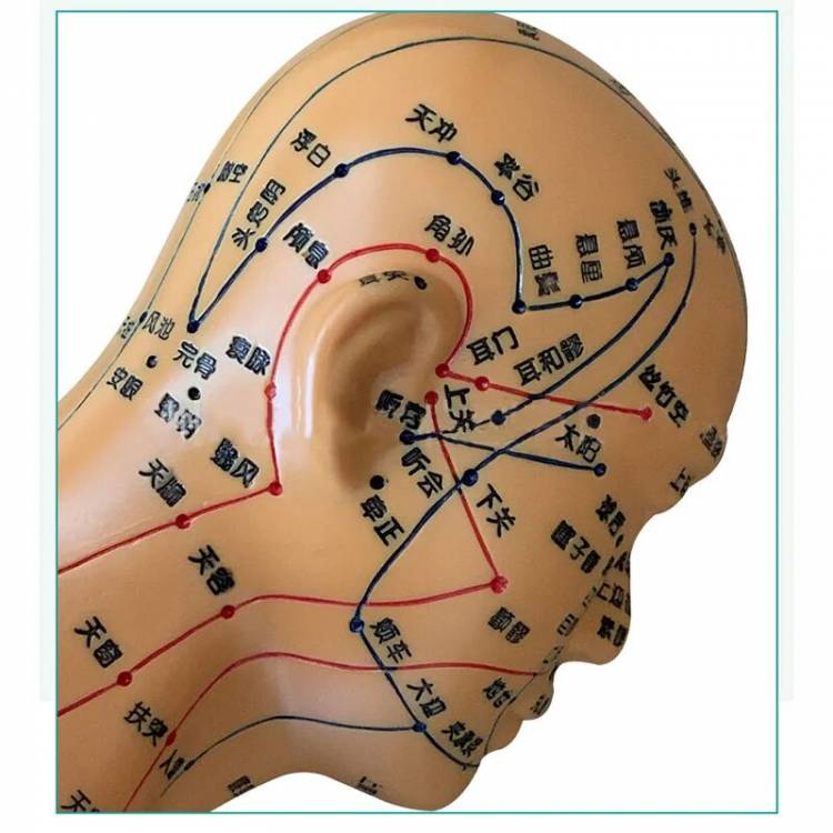 Акупунктурная модель головы, акупунктура и буквы прогревания с акупунктурами, диаграмма массажа всего лица, модель меридианов