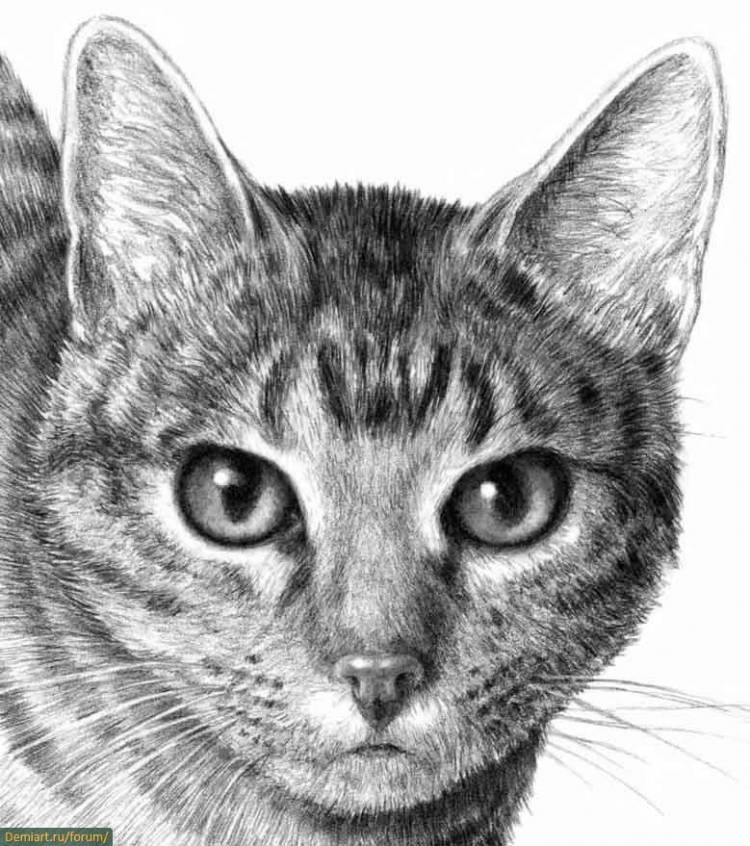 рисунки эскизы котов